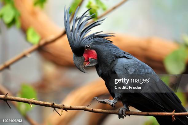 cacatúa de palma - cacatúa fotografías e imágenes de stock