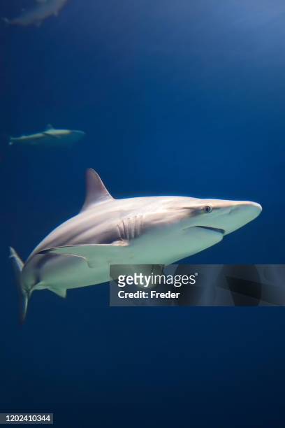 reef sharks - requiem shark stock pictures, royalty-free photos & images