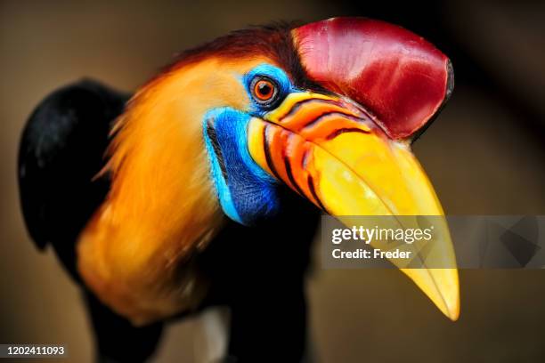 knobbed hornbill - bird portraits stock pictures, royalty-free photos & images