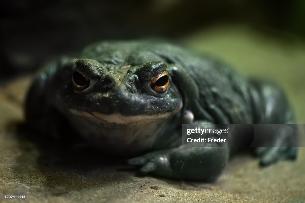 Colorado river toad