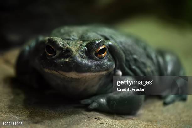 colorado river toad - bufo toad stock pictures, royalty-free photos & images