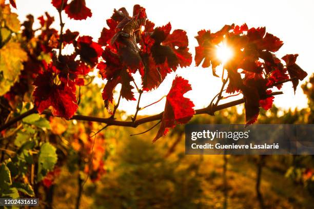 sunset on a winery - margaret river stock pictures, royalty-free photos & images