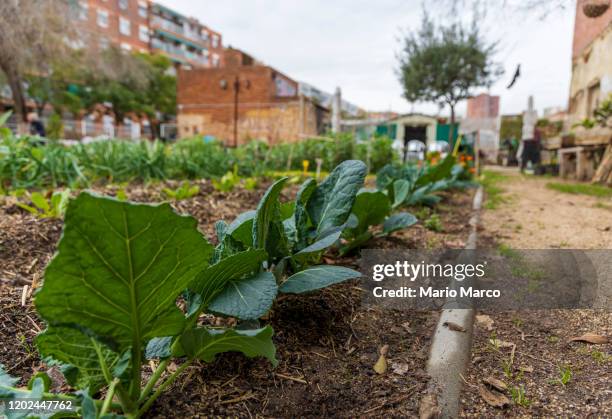 ecological and urban garden - urban garden 個照片及圖片檔