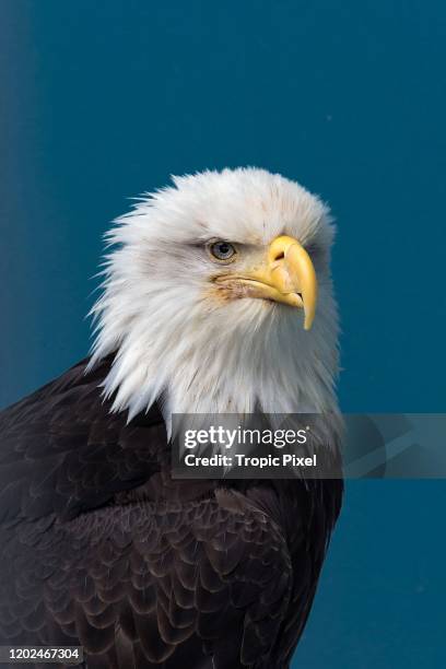 proud usa bald eagle portrait - pico boca de animal fotografías e imágenes de stock