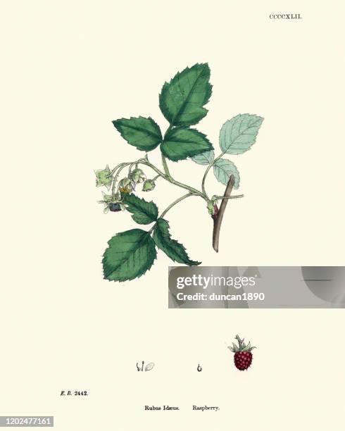 rubus idaeus, raspberry plant, botanical print - wild raspberry stock illustrations