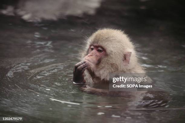 Japanese macaque enjoys a hot spring. Jigokudani Yaen-koen was opened in 1964 and its known to be the only place in the world where monkeys bathe in...