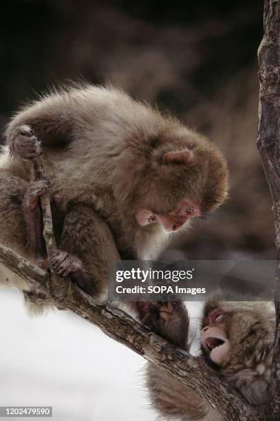 Monkeys play on a tree. Jigokudani Yaen-koen was opened in 1964 and its known to be the only place in the world where monkeys bathe in hot springs....