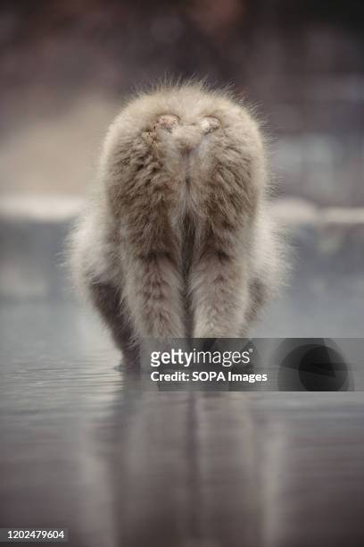Japanese macaque enjoys a hot spring. Jigokudani Yaen-koen was opened in 1964 and its known to be the only place in the world where monkeys bathe in...