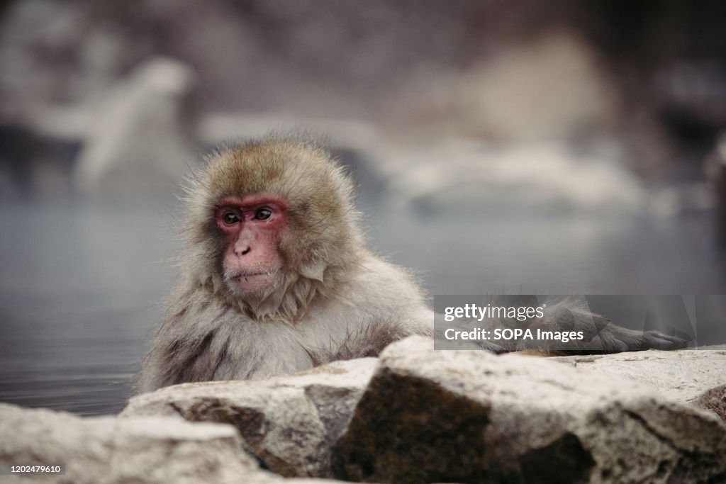 A Japanese macaque enjoys a hot spring.
Jigokudani Yaen-koen...