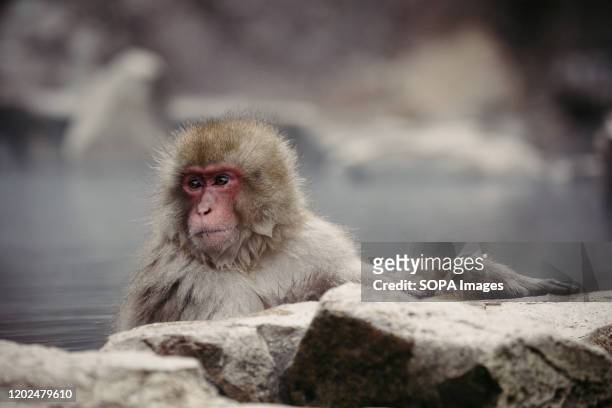 Japanese macaque enjoys a hot spring. Jigokudani Yaen-koen was opened in 1964 and its known to be the only place in the world where monkeys bathe in...