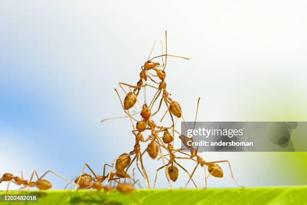 rote ameisen auf einem bananenblatt - fire ants stock-fotos und bilder