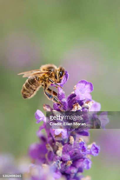 macro honey bee on a lavender flower - honey bee stock pictures, royalty-free photos & images