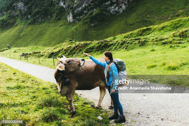 wanderfrau streichelt kuh in den bergen der schweiz - feldweg grüne wiese kühe stock-fotos und bilder