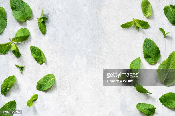 green mint leaf flat lay - mint leaves stock-fotos und bilder