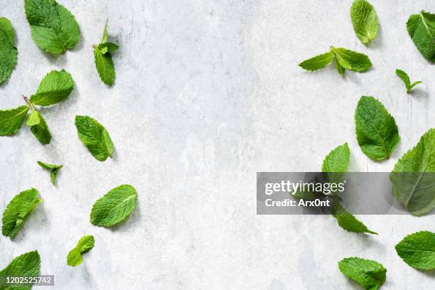 green mint leaf flat lay - menta gastronomía fotografías e imágenes de stock