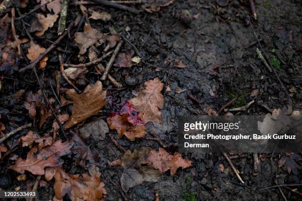 blood on forest floor - murder photos photos et images de collection