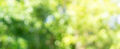 abstract blurred leaves of tree in nature forest with sunny and bokeh light  at  public park background for good environment concept