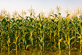 Maize or corn organic planting in cornfield. It is fruit of corn for harvesting by manual labor. Maize production is used for ethanol animal feed and other such as starch and syrup. Farm green nature