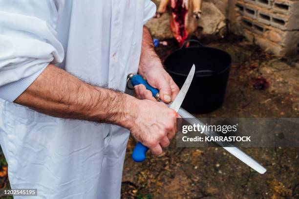chef sharpening the knife - slaughtered pig stock pictures, royalty-free photos & images