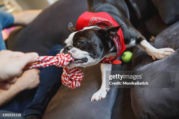 boston terrier playing - dogs tug of war stock pictures, royalty-free photos & images