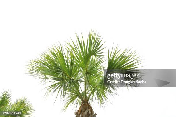 palm teee on a white sky - árbol tropical fotografías e imágenes de stock