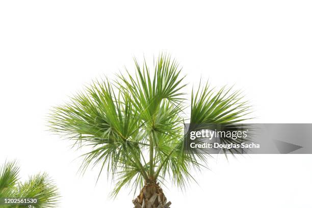 palm teee on a white sky - palm leaves stock pictures, royalty-free photos & images