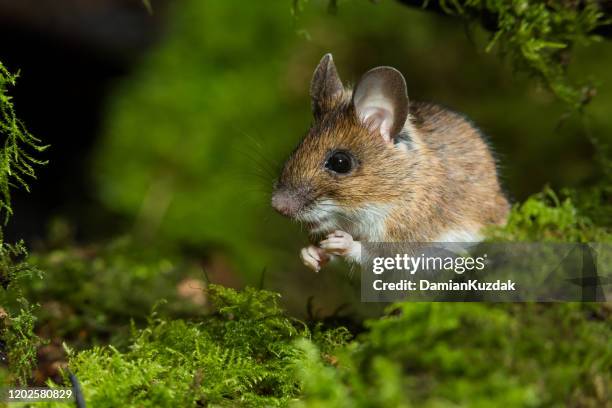 wood mouse - mini mouse stock pictures, royalty-free photos & images