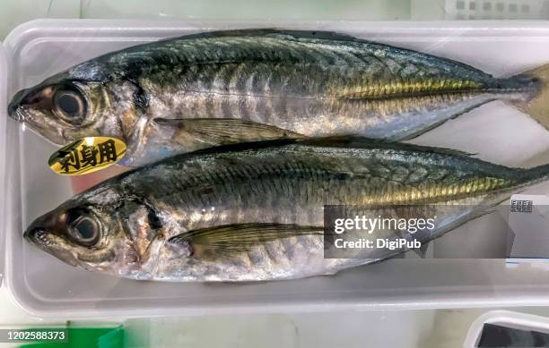 horse mackerel - trachurus japonicus stock-fotos und bilder