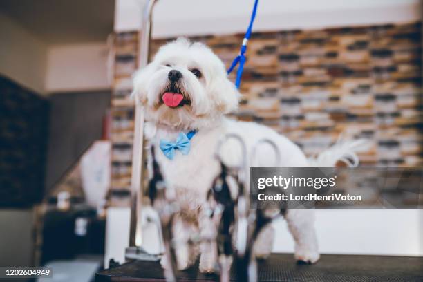 cane maltese al salone di toelettatura - maltese dog foto e immagini stock