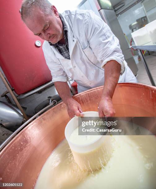 senior dairy farm worker dipping plastic cheese mold filled with curd into milk- stock photo - curd cheese stock pictures, royalty-free photos & images