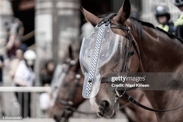 victoria police mounted branch - victoria police stockfoto's en -beelden