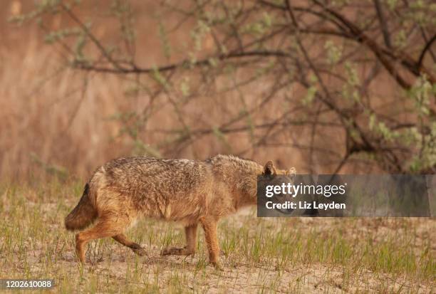 ein weiblicher goldenjackal, canis aureus, zu fuß über eine sanddüne in ostrumänien - tiere bei der jagd stock-fotos und bilder