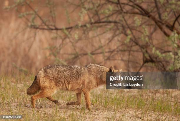 a female golden jackal, canis aureus, walking across a sand-dune in eastern romania - dog family stock pictures, royalty-free photos & images