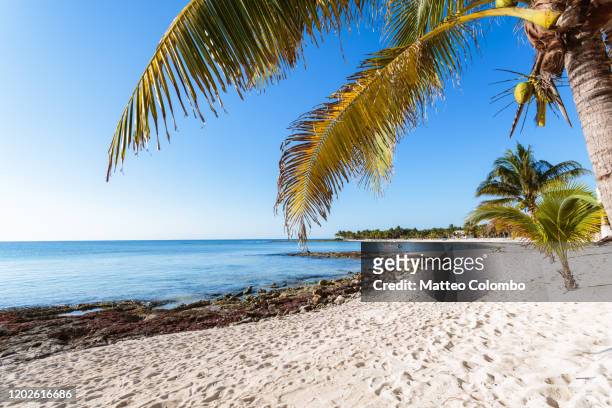 tropical beach on the caribbean sea, cancun, mexico - プラヤデルカルメン ストックフォトと画像