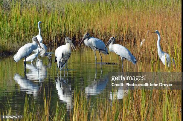 wood storks and great white egrets - hilton head photos et images de collection