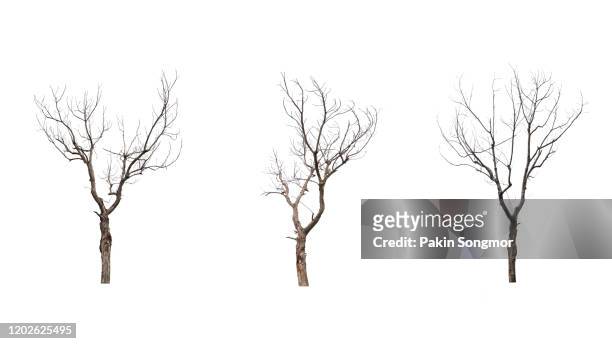 collections bare tree against white background - dead photos et images de collection