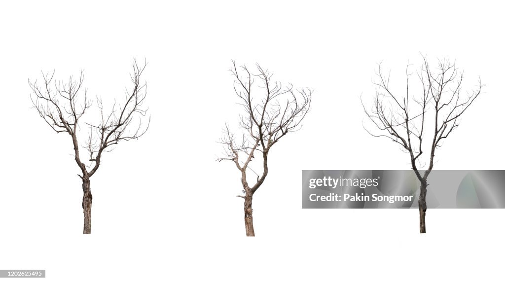 Collections Bare Tree Against White Background