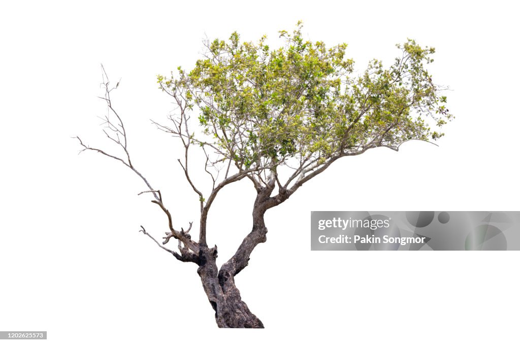 Tree against isolate and white background