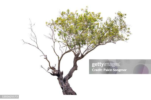 tree against isolate and white background - tree isolated stock pictures, royalty-free photos & images