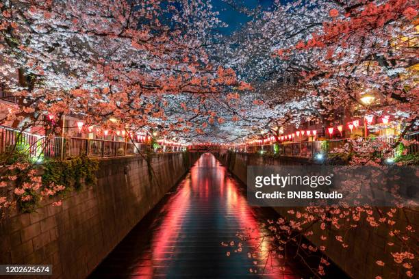 cherry blossom light up at meguro river, tokyo, japan - cherry blossom in full bloom in tokyo 個照片及圖片檔