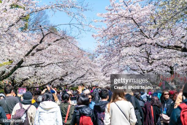 cherry blossom at ueno park, tokyo, japan - ueno park stock pictures, royalty-free photos & images