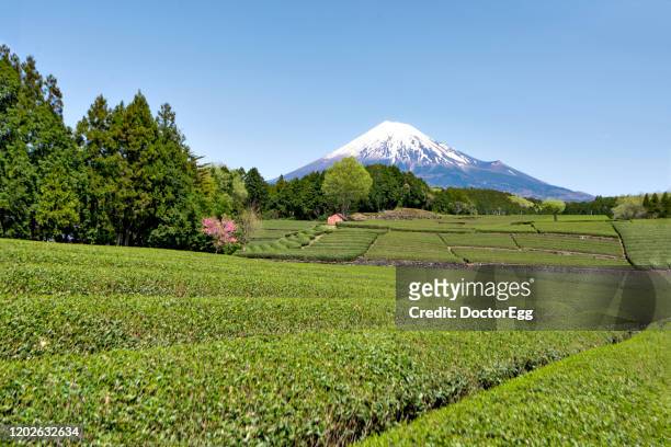 fuji mountain and green tea plantation at obuchi sasaba tea plantation, fujinomiya, shizuoka, japan - prefettura di shizuoka foto e immagini stock