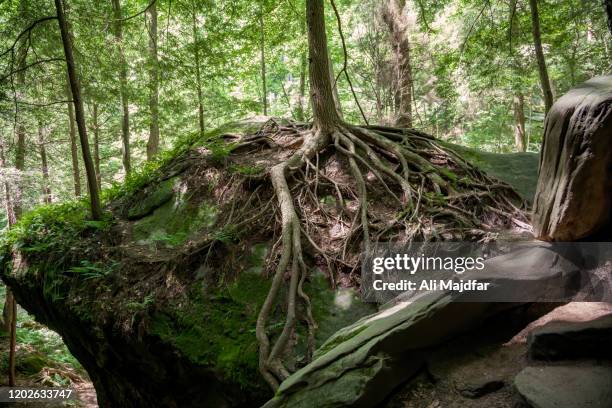 Root Growing Through Rock Fotografías e imágenes de stock - Getty Images