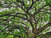 Rosewood, Tipuana Tree (Tipuana Tipu), Botanical Garden, Brisbane, Australia