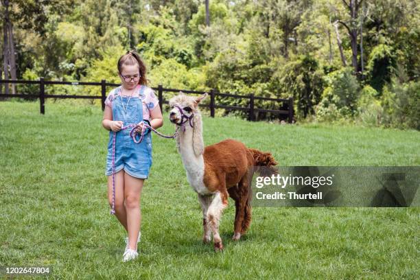 junges mädchen zu fuß hartnäckig alpaka auf alpaka farm - alpaka stock-fotos und bilder