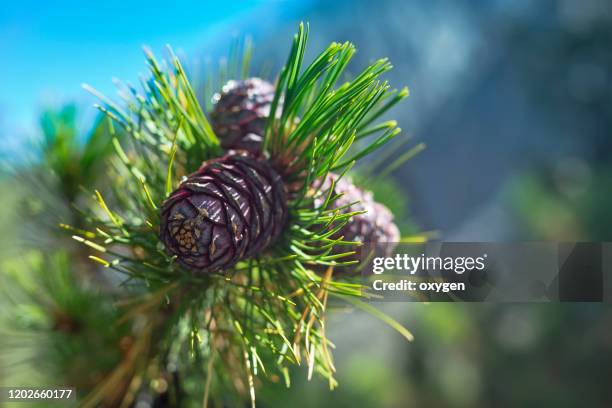 three cedar cones at a green branch in altay siberia - cedar tree fotografías e imágenes de stock