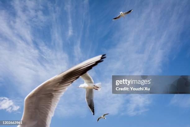 the seagulls fly high under the blue sky and white clouds - hovering stock pictures, royalty-free photos & images