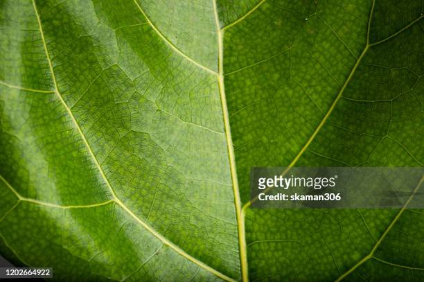 close up and macro photography of green foliage figus lyrata with white background - macro leaf stock pictures, royalty-free photos & images