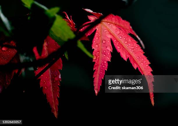 red foliage of japanese maple (deshojo) with darken background - acerola stock pictures, royalty-free photos & images