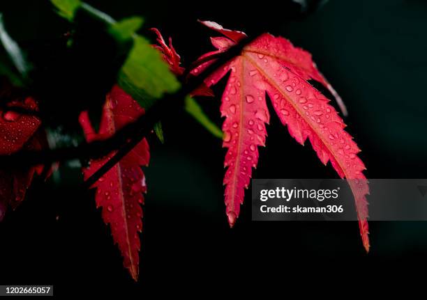 red foliage of japanese maple (deshojo) with darken background - acerola 個照片及圖片檔